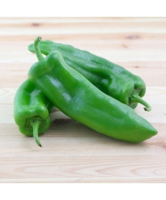 Planta Ardei dolce...