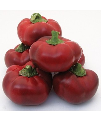 Planta Ardei topepo roșu,...