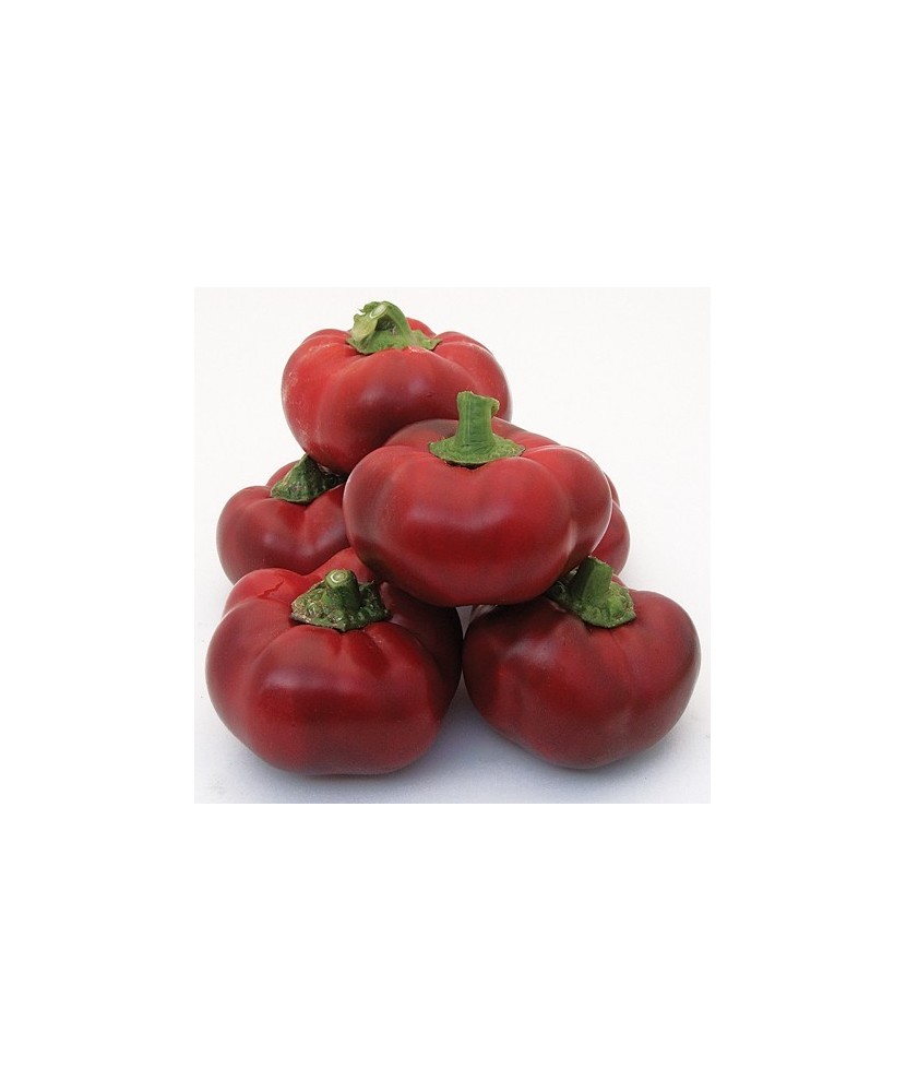 Planta Ardei topepo roșu, planta peperone topepo f1 rosso, ghiveci de 10 cm