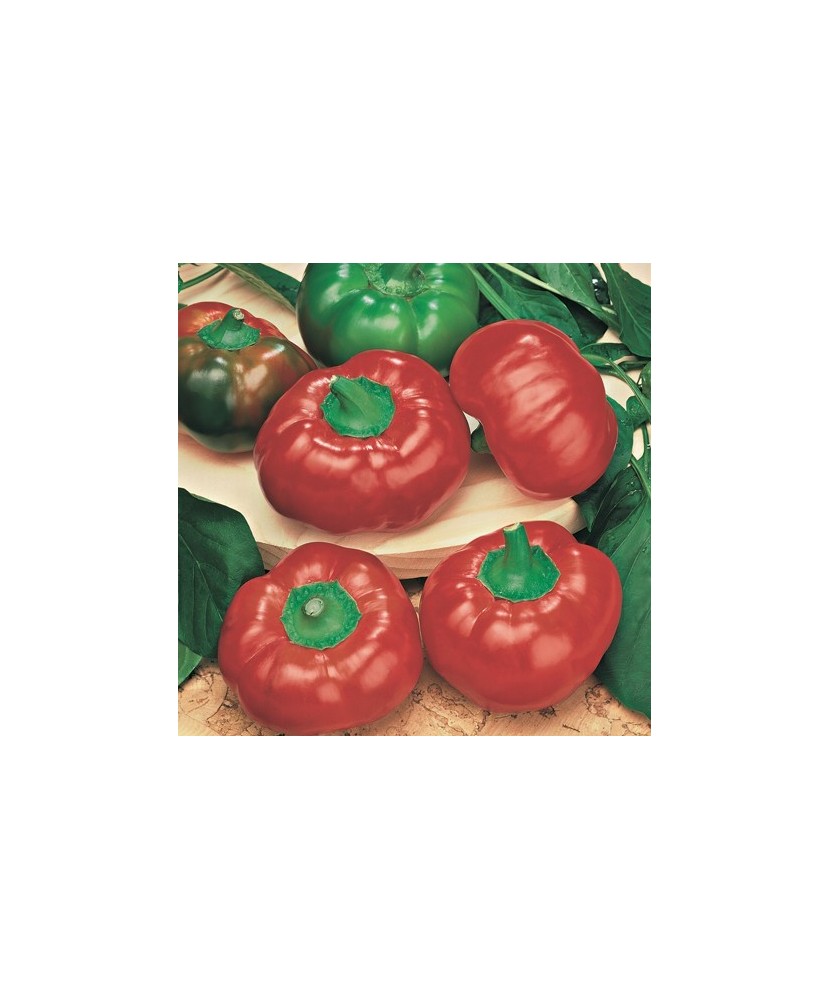 Planta Ardei roșu cherry, planta peperone f1 red cherry, ghiveci de 10 cm