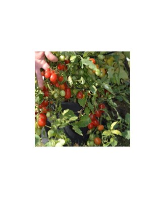 Planta Roșii cherry crazy,...