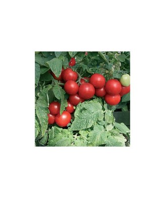 Planta Roșii tip totem,...