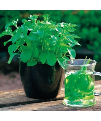 Planta Stevia rebaudiana,...