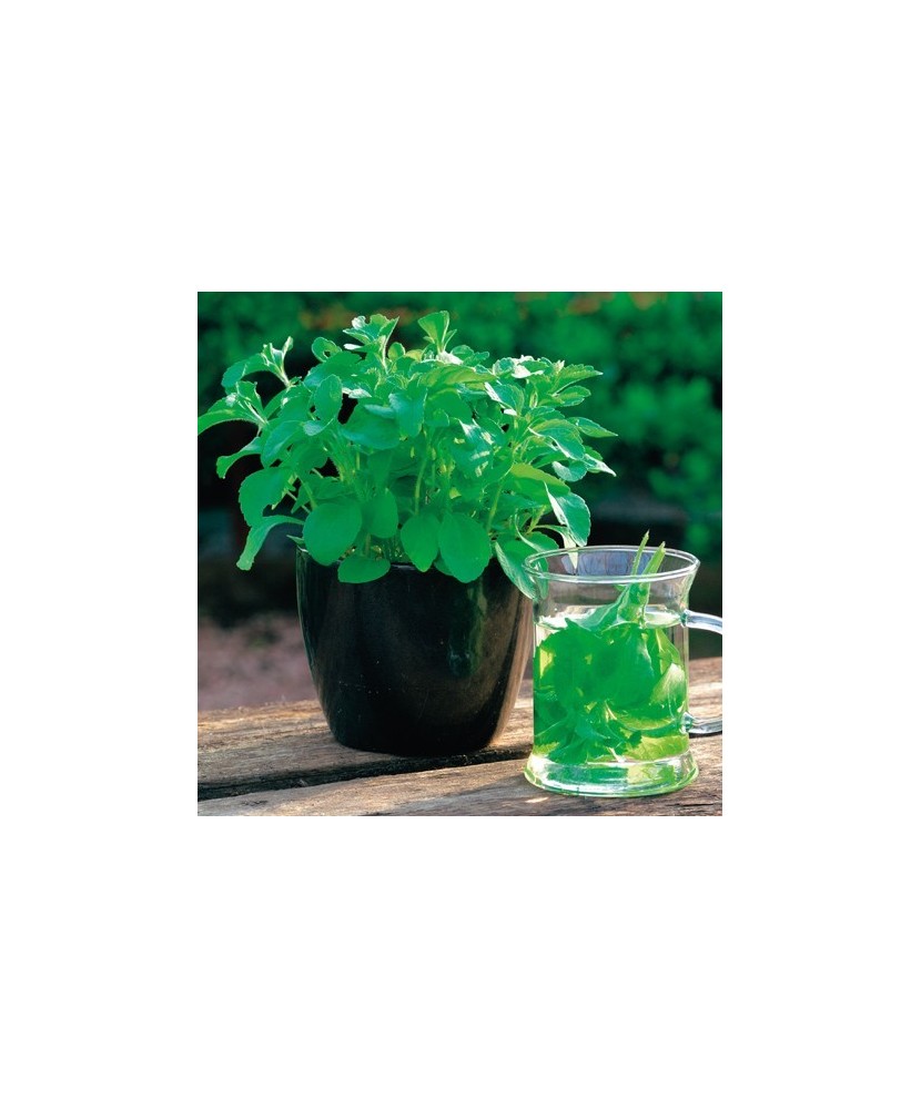 Planta Stevia rebaudiana, planta stevia rebaudiana, ghiveci de 10 cm