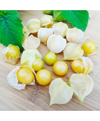 Planta Physalis preciosa, planta physalis pruinosa preciosa, ghiveci de 10 cm