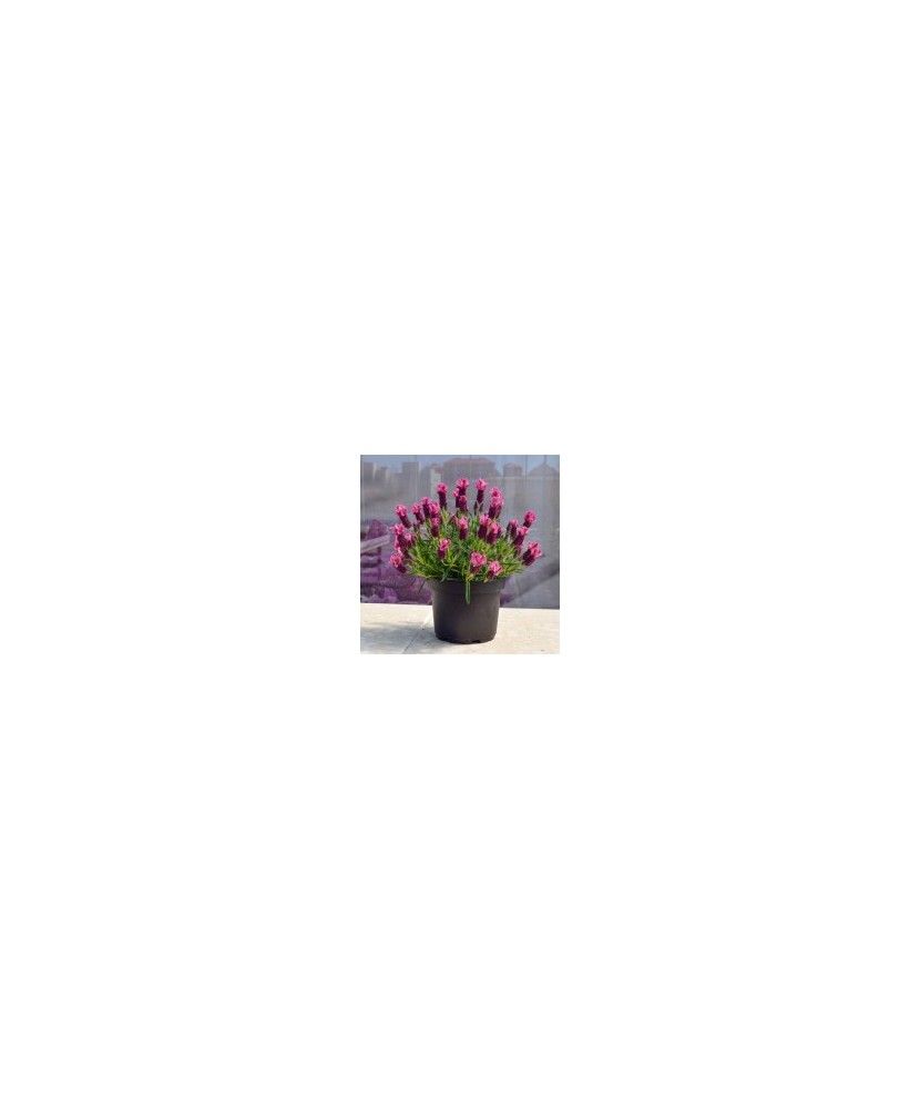 Planta Lavandă stoechas dark pink, planta lavandula da talea stoechas dark pink gp, ghiveci de 10 cm