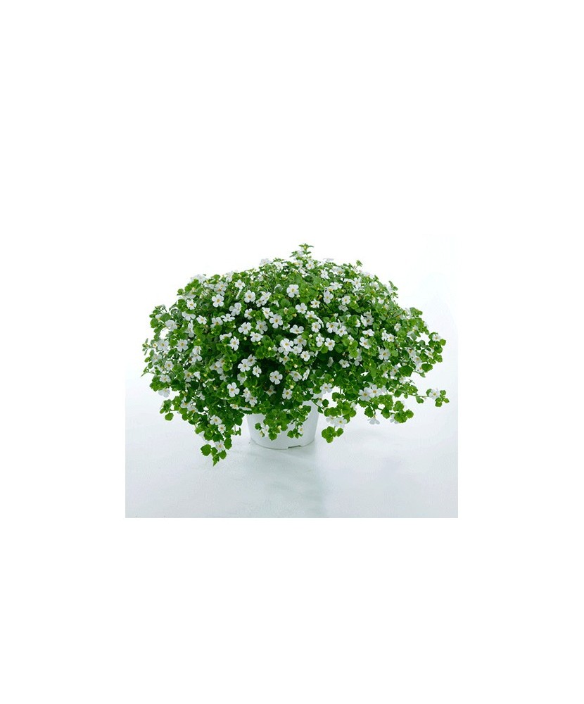 Planta Bacopa albă, planta bacopa s. white, ghiveci de 10 cm
