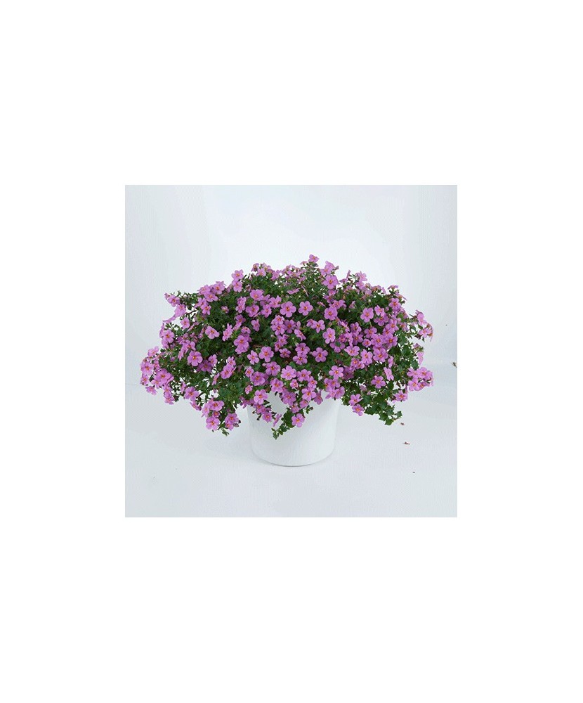 Planta Bacopa roz, planta bacopa s. pink, ghiveci de 10 cm