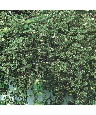 Planta Plectranthus frunze pestrițe, planta plectranthus d.vaso leaf variegated, ghiveci de 10 cm