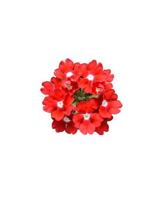 Planta Verbena roșie, planta verbena da vaso majesty red, ghiveci de 10 cm
