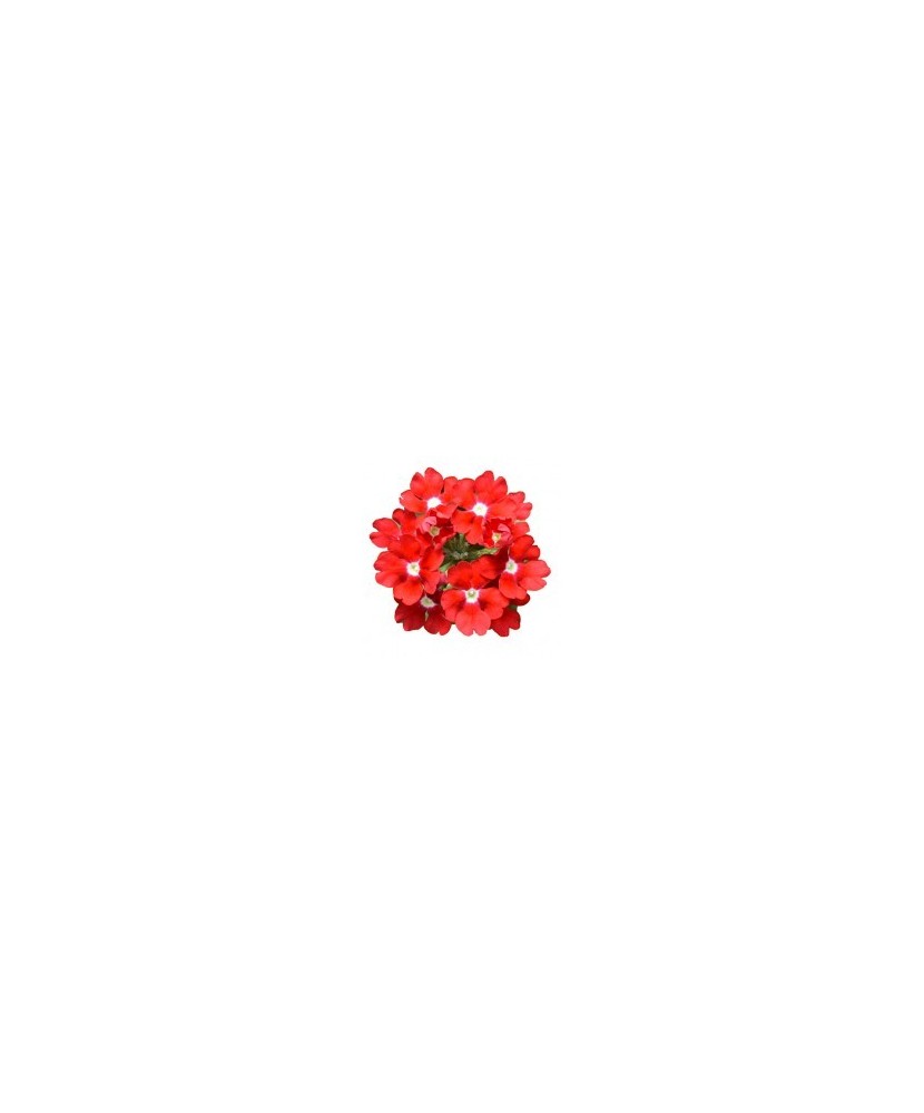 Planta Verbena roșie, planta verbena da vaso majesty red, ghiveci de 10 cm