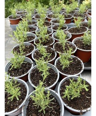 Planta Lavandă stoechas dark pink, planta lavandula da talea stoechas dark pink gp, ghiveci de 10 cm