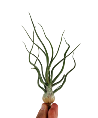 Planta aeriană Tillandsia Bulbosa - Mare
