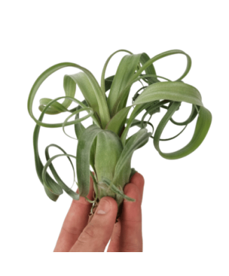 Planta aeriană Tillandsia CURLY SLIM - Medie