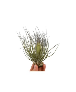 Planta aeriană Tillandsia Magnusiana
