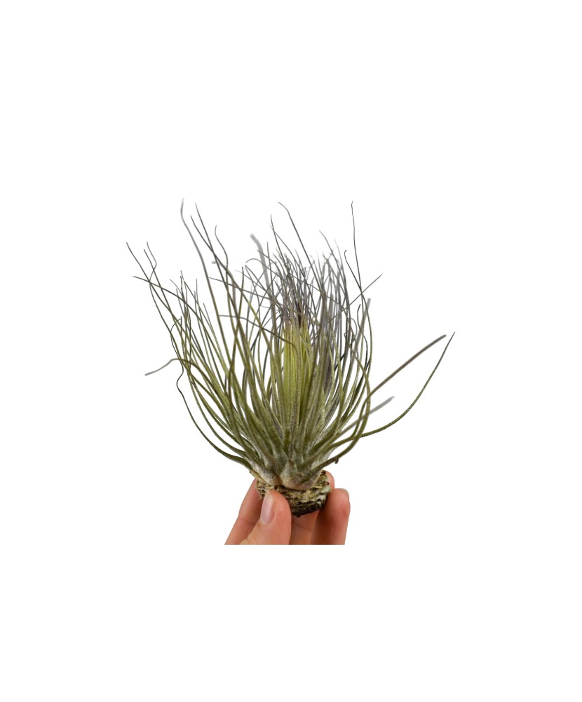 Planta aeriană Tillandsia Magnusiana