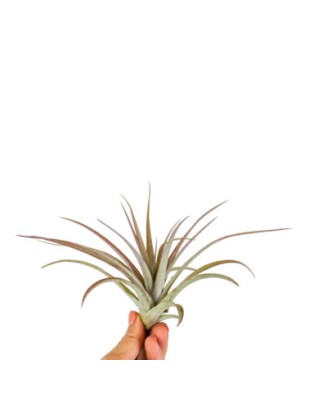 Planta aeriană Tillandsia...