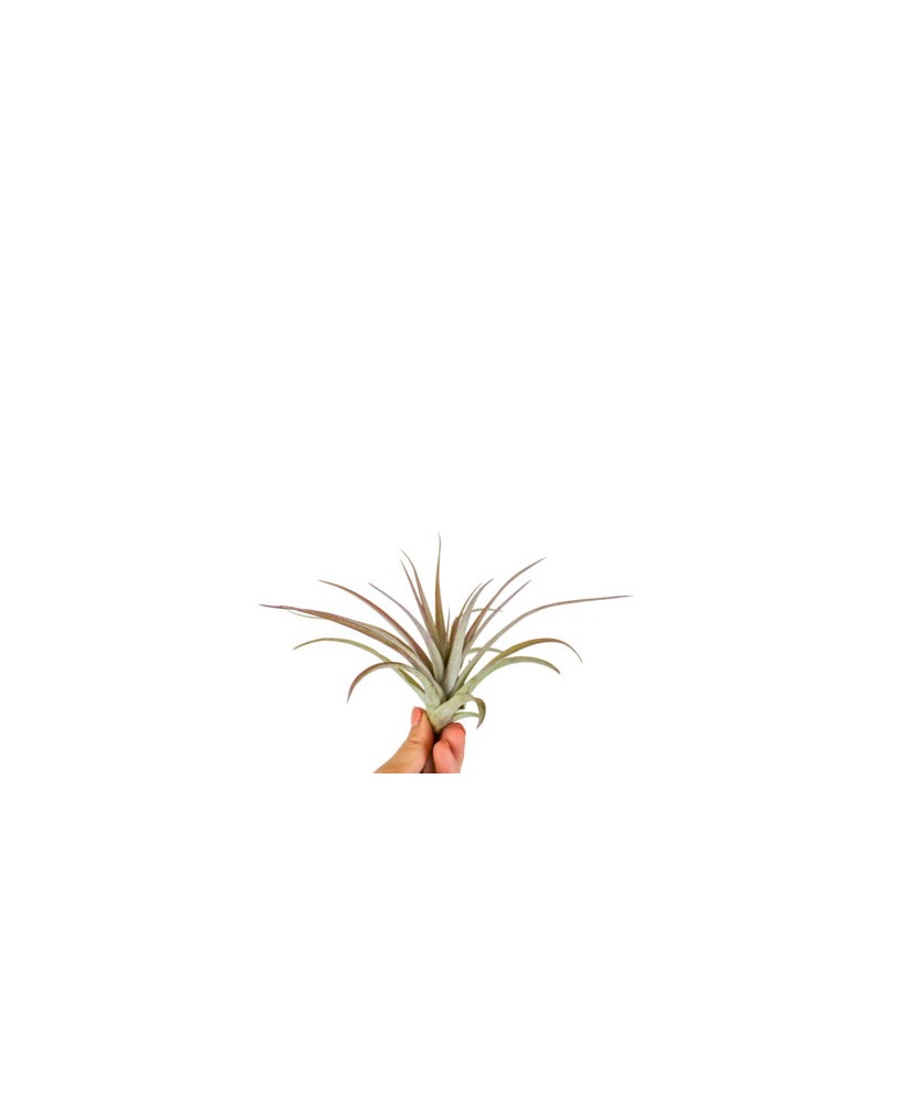 Planta aeriană Tillandsia Multiflora red - Mare
