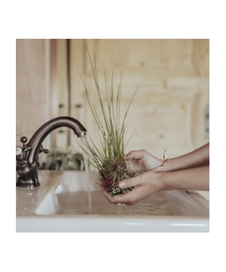 Planta aeriană Tillandsia Multiflora red - Mare