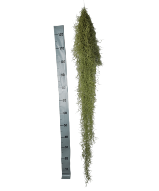 Planta aeriană Tillandsia Usneoides Green - Mare