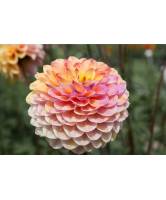 Bulb, Dalia Wine Eyed Jill,...