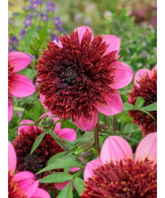 Bulb, Dalia The Phantom,...