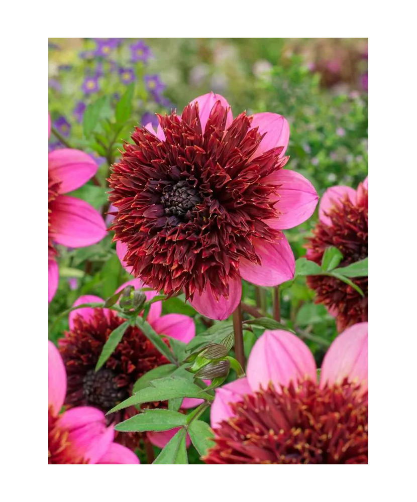 Bulb, Dalia The Phantom, bulb, calitatea I