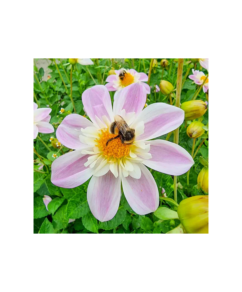 Bulb, Dalia Impression Famoso, bulb, calitatea II
