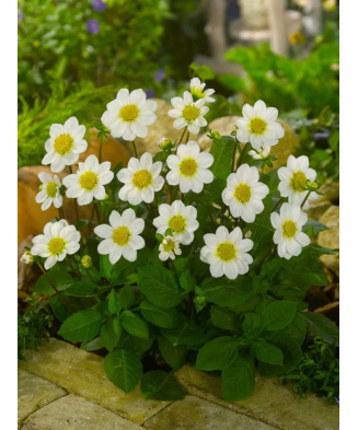 Bulb, Dalia Bambino Topmix...