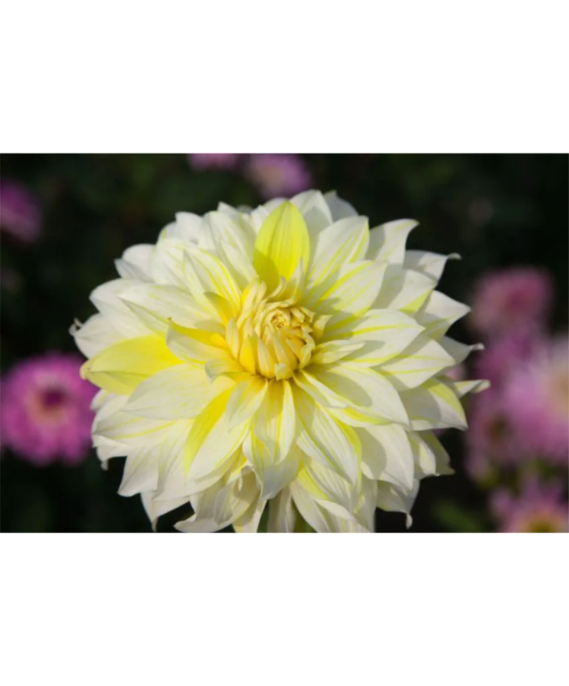 Bulb, Dalia La Luna, bulb, calitatea I