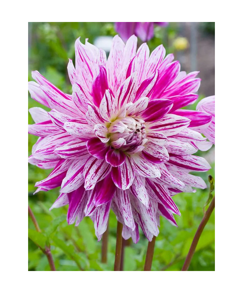 Bulb, Dalia Taiheiyo, bulb, calitatea I