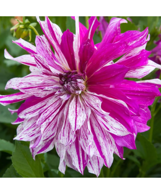 Bulb, Dalia Taiheiyo, bulb, calitatea I