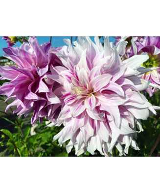Bulb, Dalia Taiheiyo, bulb, calitatea I