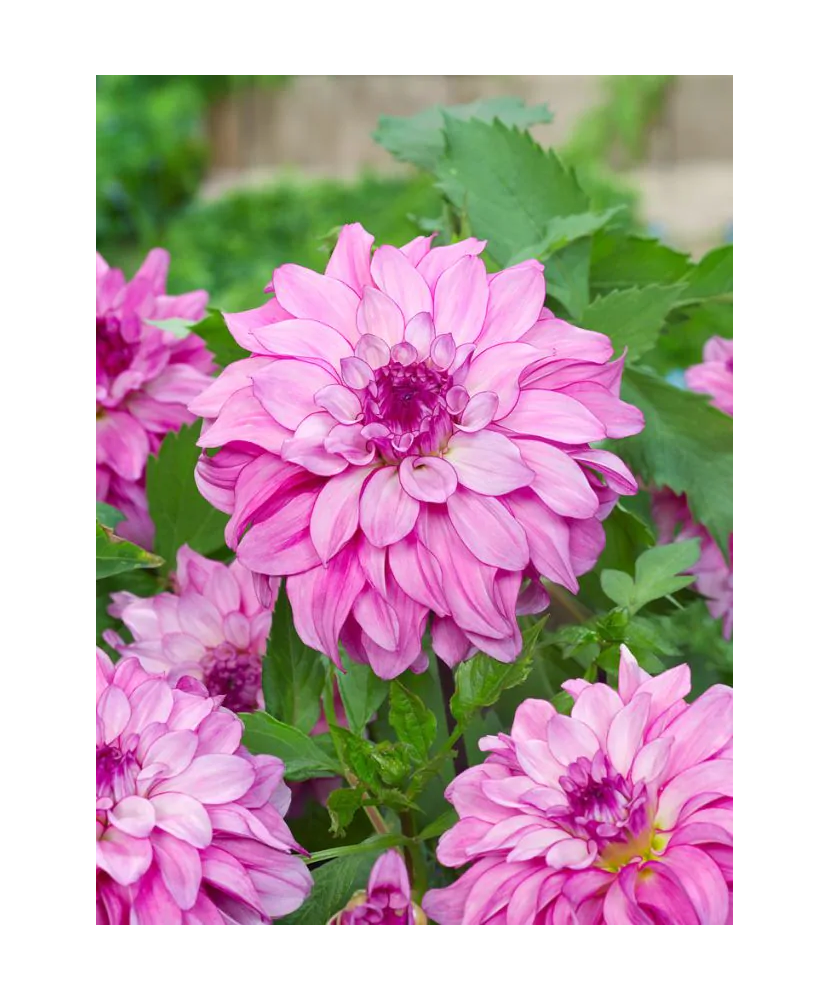 Bulb, Dalia Lizz Baaij, bulb, calitatea I