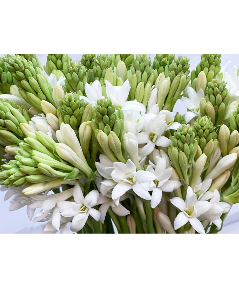 Bulbi Tuberoze Albe, 1 buc