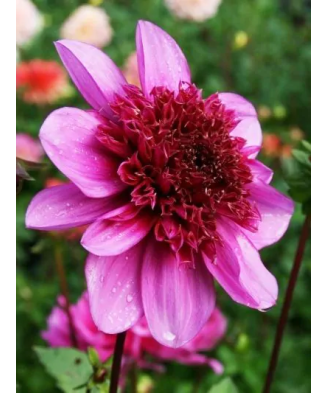 Bulb, Dalia Blue Bayou,...