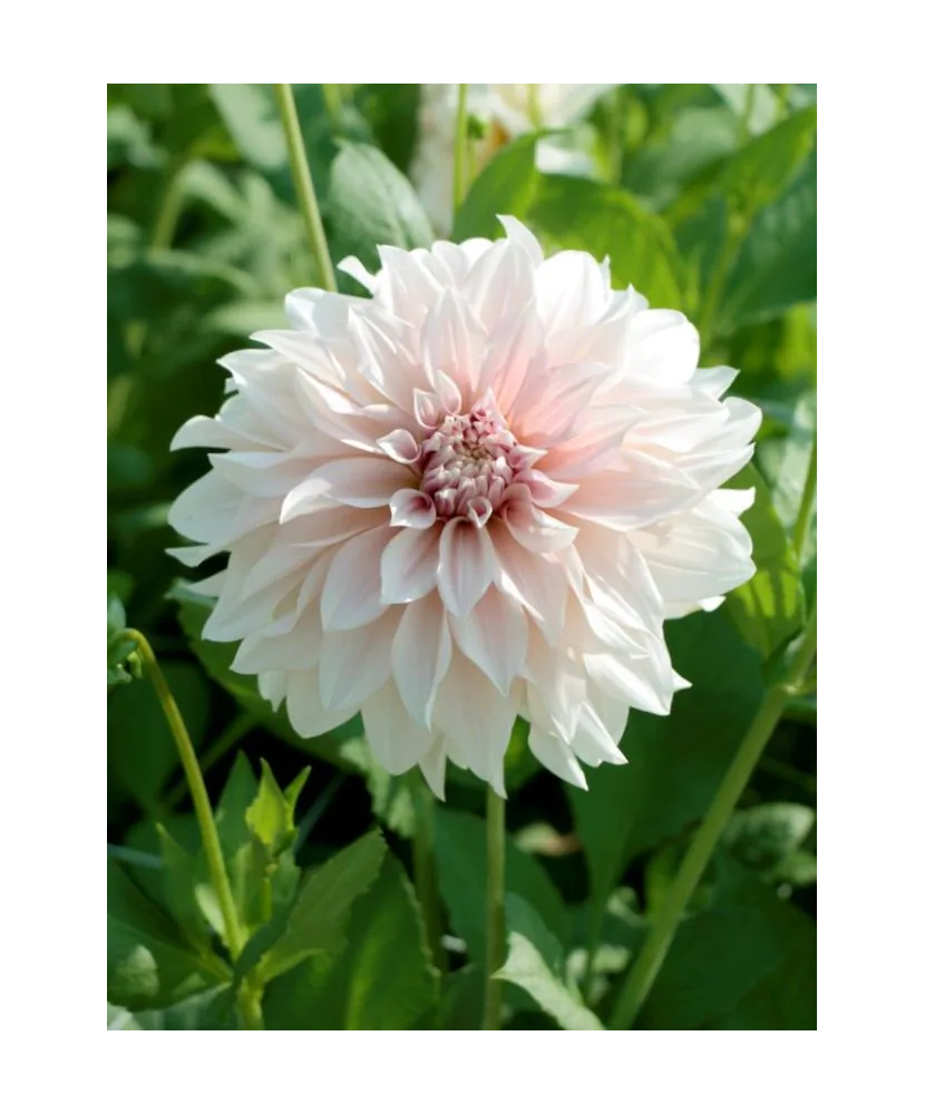Bulb, Dalia Cafe au Lait, bulb, calitatea II