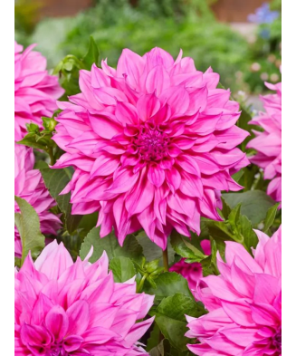 Bulb, Dalia Cafe au Lait...