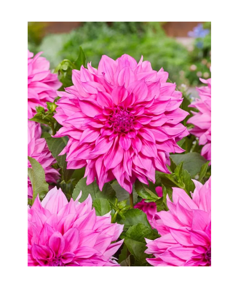 Bulb, Dalia Cafe au Lait Rose, bulb, calitatea I