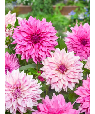 Bulb, Dalia Cafe au Lait Rose, bulb, calitatea I