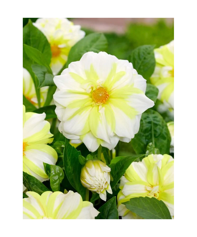 Bulb, Dalia Fire & Ice Lemon, bulb, calitatea II