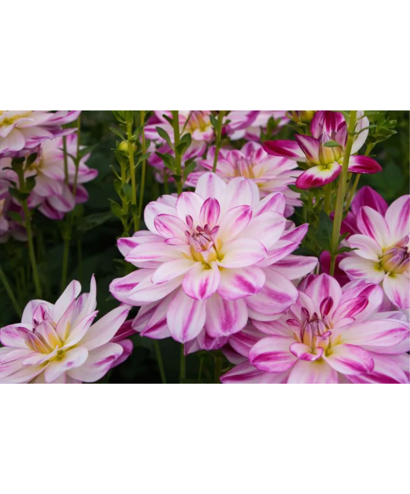 Bulb, Dalia Saint Martin, bulb, calitatea II