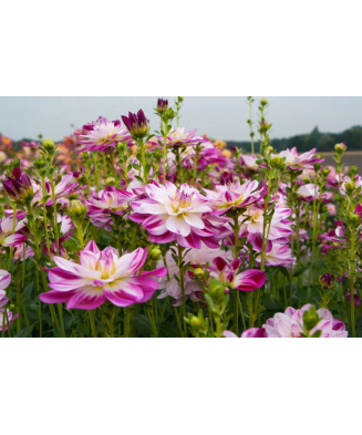Bulb, Dalia Saint Martin, bulb, calitatea II