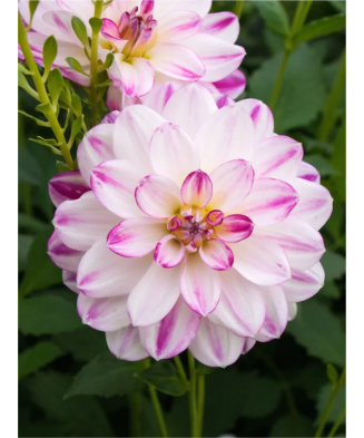 Bulb, Dalia Saint Martin, bulb, calitatea II