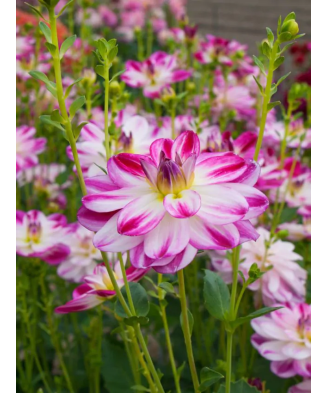 Bulb, Dalia Saint Martin, bulb, calitatea II