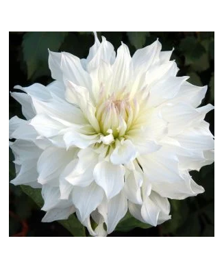 Bulb, Dalia Snowbound,...