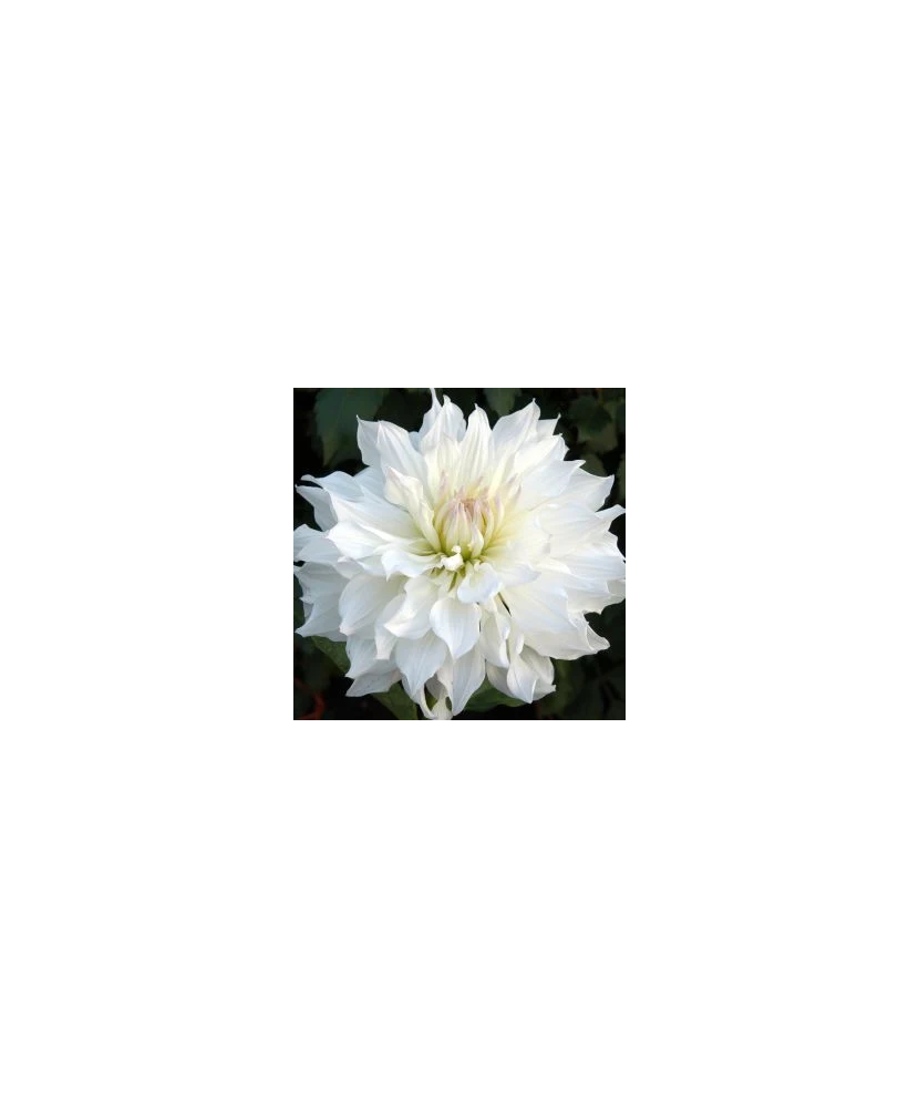 Bulb, Dalia Snowbound, bulb, calitatea I