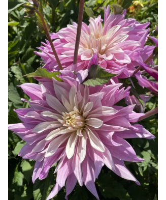 Bulb, Dalia Labyrinth Twotone, bulb, calitatea I