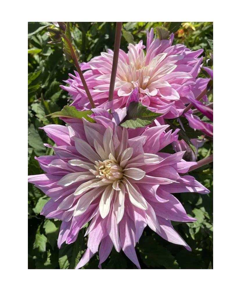 Bulb, Dalia Labyrinth Twotone, bulb, calitatea I