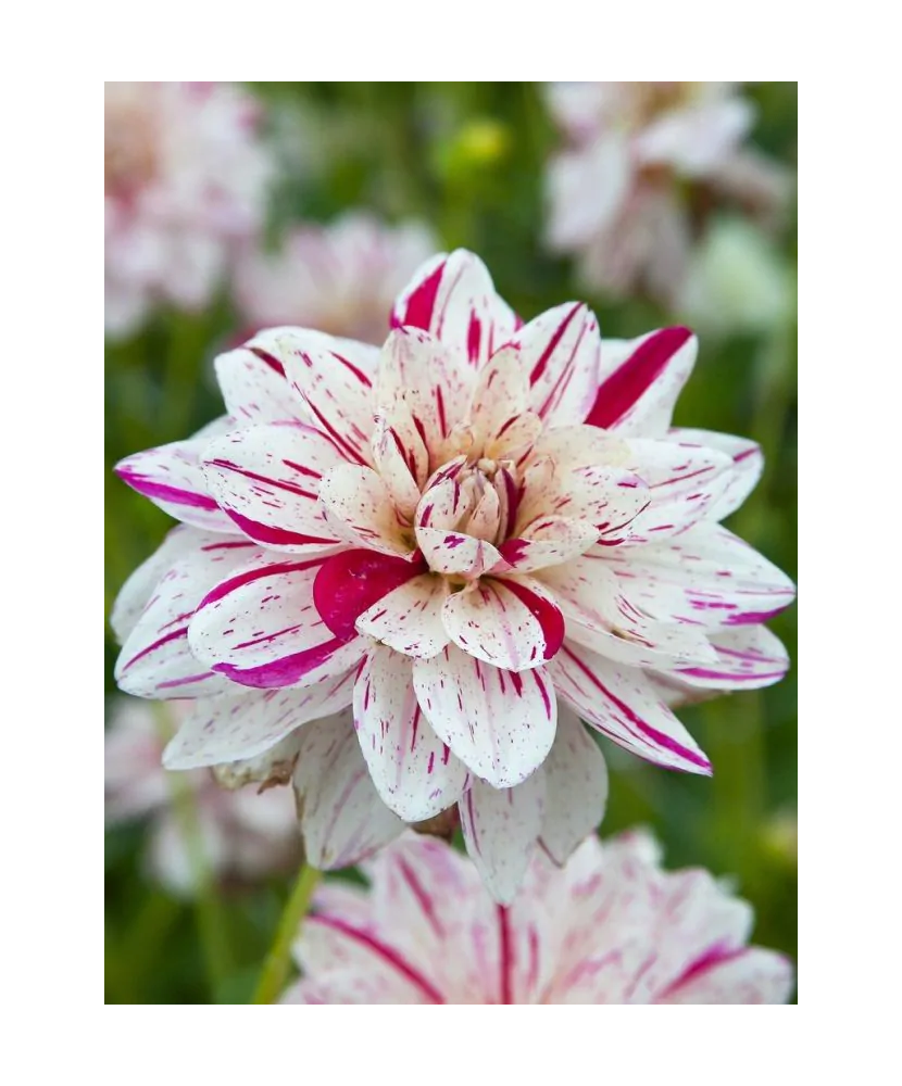 Bulb, Dalia Prince Valiant, bulb, calitatea II
